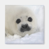 Baby Harp Seal Magneet (Voorkant)