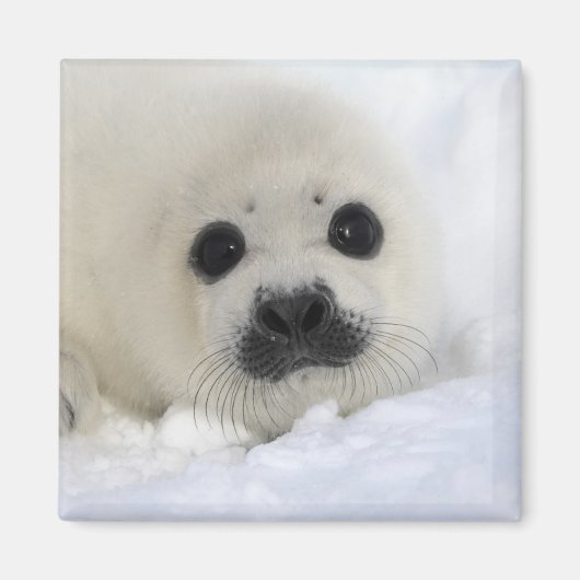 Baby Harp Seal Magneet (Voorkant)