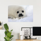 Baby Harp Seal Poster (Thuiskantoor)
