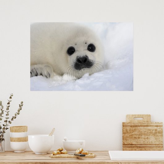 Baby Harp Seal Poster (Keuken)