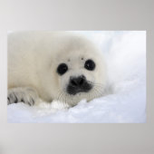 Baby Harp Seal Poster (Voorkant)