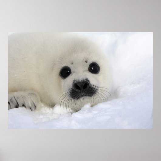 Baby Harp Seal Poster (Voorkant)