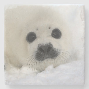 Baby Harp Seal Stenen Onderzetter