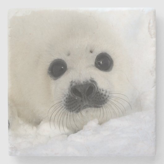 Baby Harp Seal Stenen Onderzetter (Voorkant)