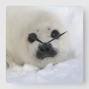 Baby Harp Seal Vierkante Klok