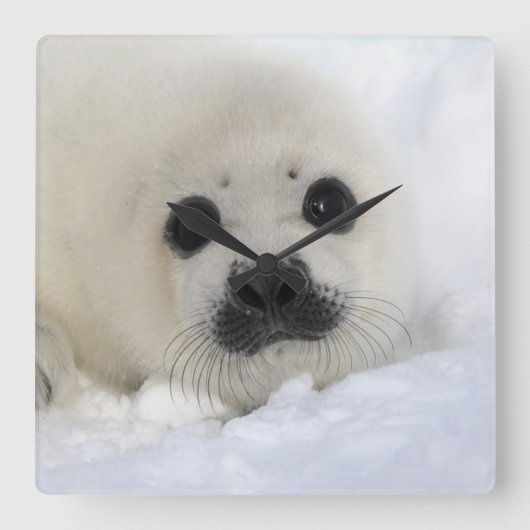 Baby Harp Seal Vierkante Klok (Voorkant)