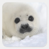Baby Harp Seal Vierkante Sticker (Voorkant)