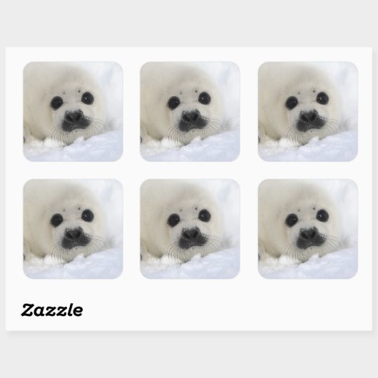 Baby Harp Seal Vierkante Sticker (Vel)