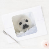 Baby Harp Seal Vierkante Sticker (Envelop)