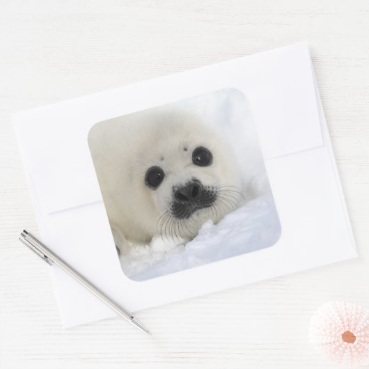Baby Harp Seal Vierkante Sticker (Envelop)