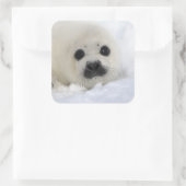 Baby Harp Seal Vierkante Sticker (Tas)