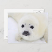Baby harp zeehondenpup op ijs van het witte Zee Briefkaart (Voorkant / Achterkant)
