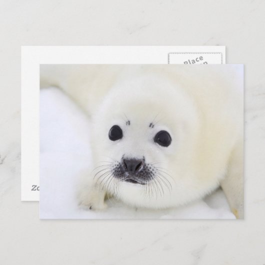 Baby harp zeehondenpup op ijs van het witte Zee Briefkaart (Voorkant / Achterkant)