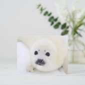 Baby harp zeehondenpup op ijs van het witte Zee Briefkaart (Staand voorkant)