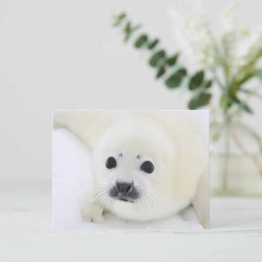 Baby harp zeehondenpup op ijs van het witte Zee Briefkaart (Staand voorkant)