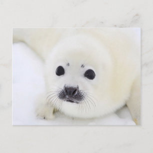 Baby harp zeehondenpup op ijs van het witte Zee Briefkaart