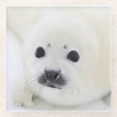Baby harp zeehondenpup op ijs van het witte Zee Glazen Onderzetter (Voorkant)