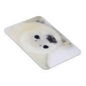 Baby harp zeehondenpup op ijs van het witte Zee Magneet (Rechterzijde)