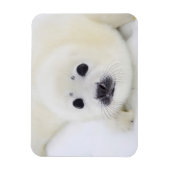 Baby harp zeehondenpup op ijs van het witte Zee Magneet (Verticaal)