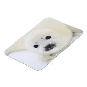 Baby harp zeehondenpup op ijs van het witte Zee Magneet (Linkerzijde)