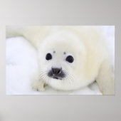Baby harp zeehondenpup op ijs van het witte Zee Poster (Voorkant)