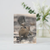 Baby Harris' Antelope Squirrel Briefkaart (Staand voorkant)