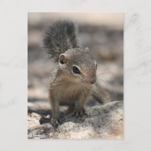 Baby Harris' Antelope Squirrel Briefkaart (Voorkant)