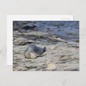 Baby-havenzegel, Bar Harbour, Maine Briefkaart (Voorkant / Achterkant)