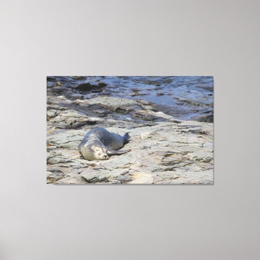 Baby-havenzegel, Bar Harbour, Maine Canvas Afdruk (Voorkant)