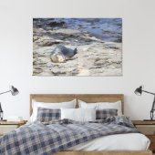 Baby-havenzegel, Bar Harbour, Maine Canvas Afdruk (Insitu (Slaapkamer))