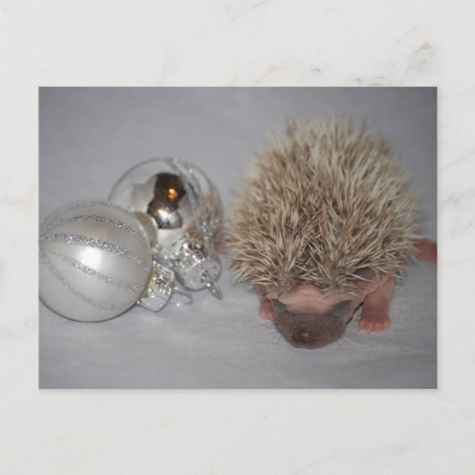 Baby Hedgehog Christmas Briefkaart (Voorkant)
