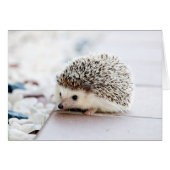 Baby Hedgel (Voorkant Horizontaal)