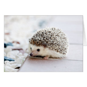 Baby Hedgel