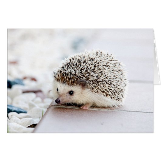 Baby Hedgel (Voorkant Horizontaal)