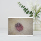 Baby Hedgel Briefkaart (Staand voorkant)