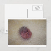 Baby Hedgel Briefkaart (Voorkant / Achterkant)