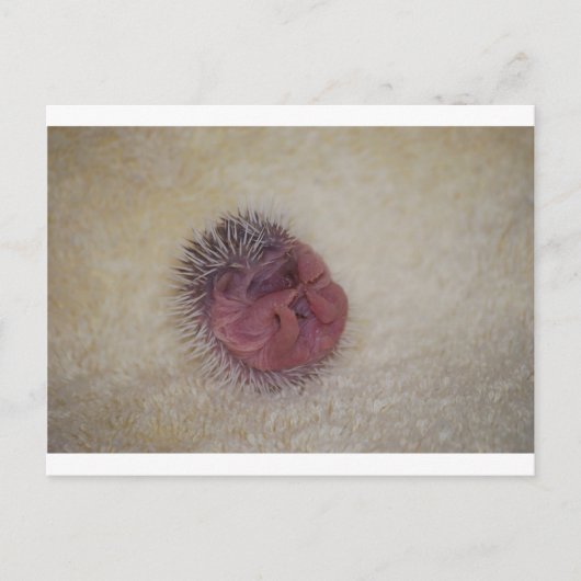 Baby Hedgel Briefkaart (Voorkant)