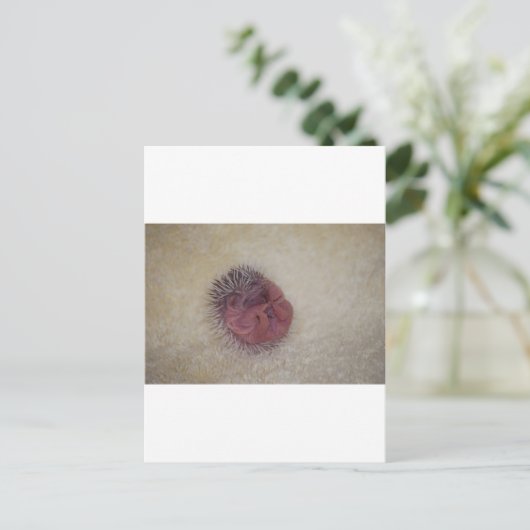 Baby Hedgel Briefkaart (Staand voorkant)