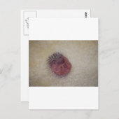 Baby Hedgel Briefkaart (Voorkant / Achterkant)