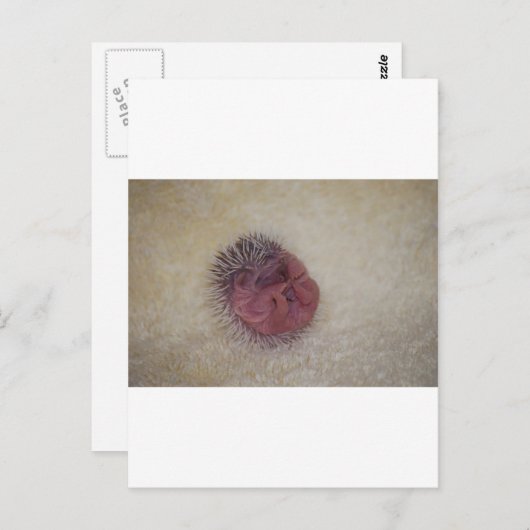 Baby Hedgel Briefkaart (Voorkant / Achterkant)