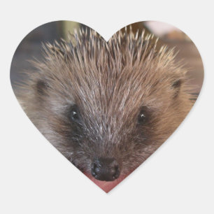 Baby Hedgel Sticker