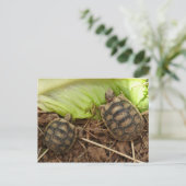 Baby Hermans Tortoises Briefkaart (Staand voorkant)