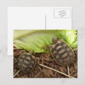Baby Hermans Tortoises Briefkaart (Voorkant / Achterkant)