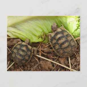 Baby Hermans Tortoises Briefkaart