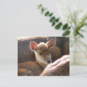 baby herten briefkaart (Staand voorkant)