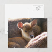 baby herten briefkaart (Voorkant / Achterkant)