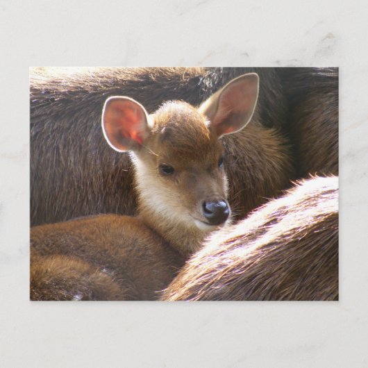 baby herten briefkaart (Voorkant)