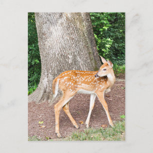 Baby herten briefkaart