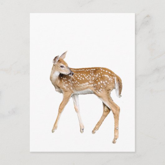 Baby herten briefkaart (Voorkant)