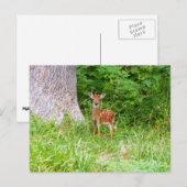 Baby Herten in de Bossen Natuur Fotografie Briefkaart (Voorkant / Achterkant)